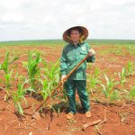 Cao su Bình Long: Xen canh cây ngắn ngày giúp tăng thu nhập