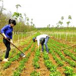 Đẩy mạnh diện tích trồng xen canh