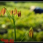 Từ một mầm cây