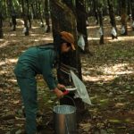 Không bón phân vườn cây khai thác