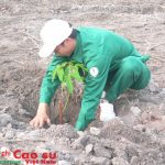 Cao su Bình Long: Lương bình quân tháng 9 đạt 7,2 triệu đồng
