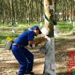 Cao su Mang Yang tái canh 1.000 ha cao su năm 2016
