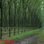 Quyết liệt, khẩn trương thực hiện lộ trình tái cơ cấu