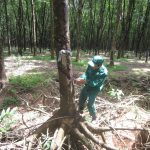 Sức sống diệu kỳ