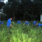 Trồng xen canh gừng gây quỹ hoạt động Đoàn