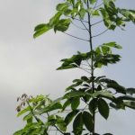 Phương pháp tạo tán vườn cây kiến thiết cơ bản