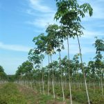 Phương pháp tạo tán vườn cây KTCB tại Công ty CPCS Tây Ninh