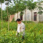Cao su tự cứu bằng xen canh, đa canh