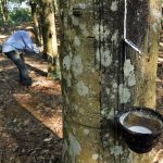 Cân nhắc khi chọn giống tái canh