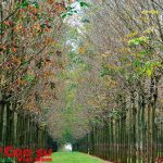 Tổ chức cuộc thi thơ: “Cao su – Dòng chảy cuộc sống”