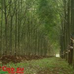 VRG quyết liệt thực hiện Đề án tái cơ cấu
