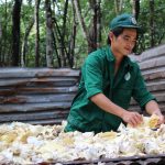 Năng suất cao nhờ tận thu mủ tốt