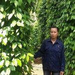 Công nhân cao su Quảng Trị nâng cao thu nhập từ trồng tiêu