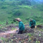 Điện Biên: Cao su giúp nâng cao đời sống người dân