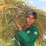 10 ha đất trồng lúa thực hiện công trình thanh niên