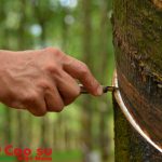 Cây cao su… lại là giống đực