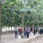 Cao su Sơn La: Tập huấn kỹ thuật trồng xen cây ngắn ngày