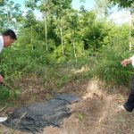 Dùng màng phủ nông nghiệp diệt le: Sáng kiến nhỏ làm lợi tiền tỷ