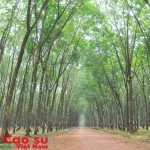 Tự hào “ Phú Riềng đỏ”