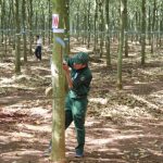 Ban hành Quy chế tổ chức kiểm tra kỹ thuật thu hoạch mủ