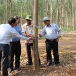 Tiếp tục duy trì và nâng cao năng suất, chất lượng vườn cây