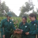 Trồng xen cho lợi nhuận cao