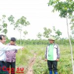 Các công ty cao su Tây Nguyên nỗ lực tăng năng suất