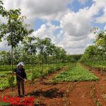 Miễn tiền thuê đất trồng cao su tái canh