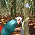 Các công ty Tây Nguyên nỗ lực về đích
