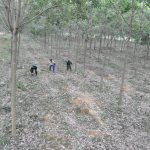 Cao su Sê Pôn xanh thắm tình hữu nghị