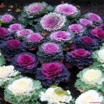 Tự trồng hoa cảnh đón Tết