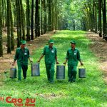 Giữa vườn cao su