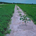 Bình Phước điều chỉnh quy hoạch trồng cao su trên đất lâm nghiệp