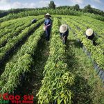 Giảm suất đầu tư: Khó nhưng tiếp tục làm
