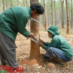 Nâng cao vai trò của Công đoàn trong công tác bảo hộ lao động