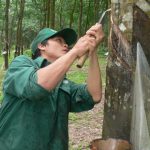 Nông trường Sông Giêng (Cao su Bình Thuận): Duy trì ổn định năng suất vườn cây