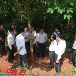 Mở miệng cạo Cao su Lai Châu trong tháng 6