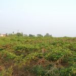 Thận trọng với cây chanh dây