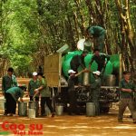 Cơ chế đặc thù cổ phần hóa Công ty mẹ - VRG