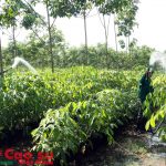 Điều chỉnh kế hoạch nông nghiệp 2016
