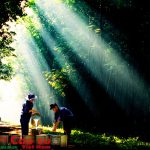 Cạo đèn: Nên thực hiện đúng theo quy trình kỹ thuật