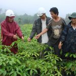 Sẽ rà soát toàn diện cơ cấu giống cao su