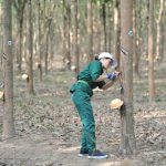 Thanh niên xung phong Tỉnh đoàn Hà Tĩnh trồng mới 100 ha cao su
