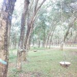 Kiểu hứng mủ lạ mắt