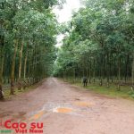Ngày vui sẽ không xa