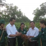 Xen canh bước đầu phát huy hiệu quả
