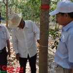 Đưa trên 1.200 ha cao su tại Campuchia vào khai thác