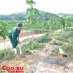 Cao su Nghệ An trồng mới 800 ha trong năm 2016
