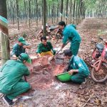 Tuổi trẻ chung tay xây dựng VRG vững mạnh