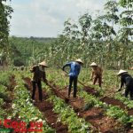 Su mới bắp trồng xen lô